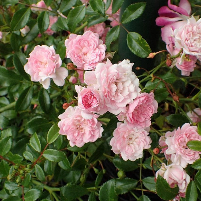 Rose, The Fairy Rose