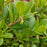 Bearberry, Massachusetts Bearberry