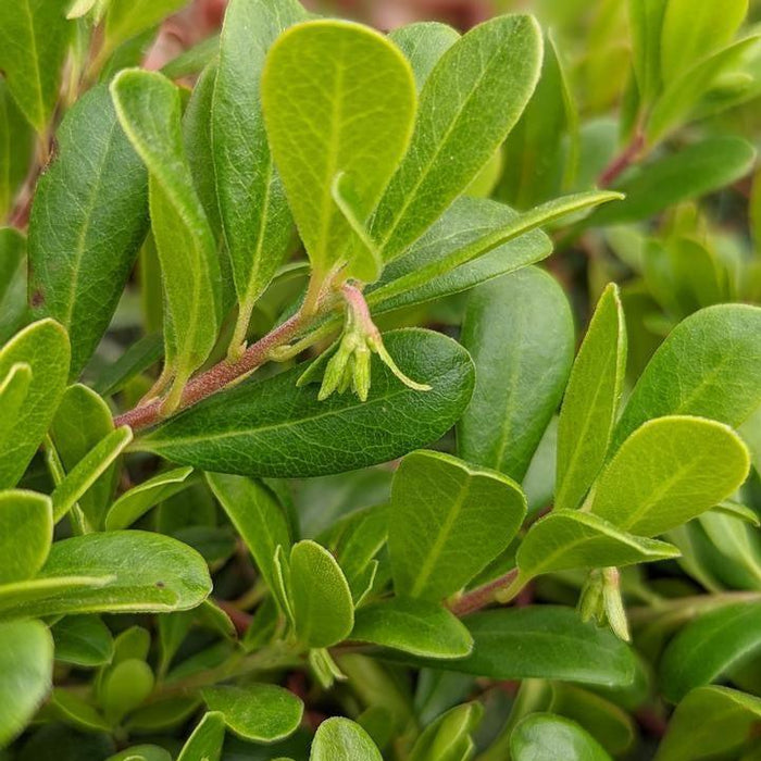 Bearberry, Massachusetts Bearberry