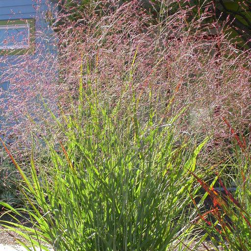 Grass, Red Flame Switch Grass