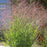 Grass, Red Flame Switch Grass