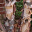 Birch, River Birch