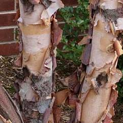 Birch, River Birch