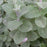 Mint, Peppermint