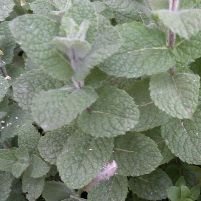 Mint, Peppermint