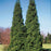 Arborvitae, Spring Grove® Arborvitae