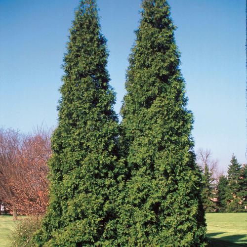 Arborvitae, Spring Grove® Arborvitae