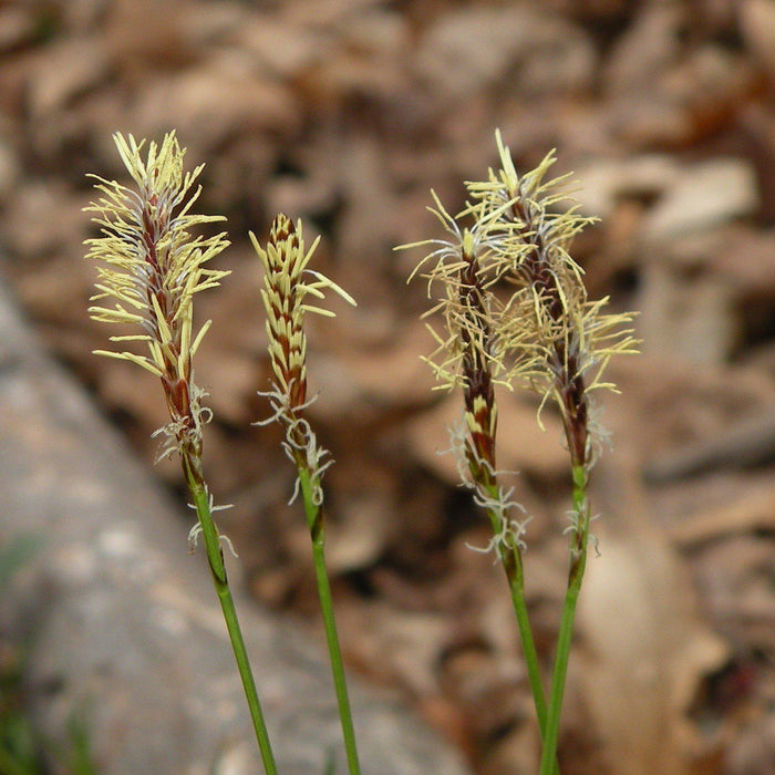 Sedge, Pennsylvania Sedge