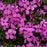 Phlox, PW® Magenta Sprite Phlox
