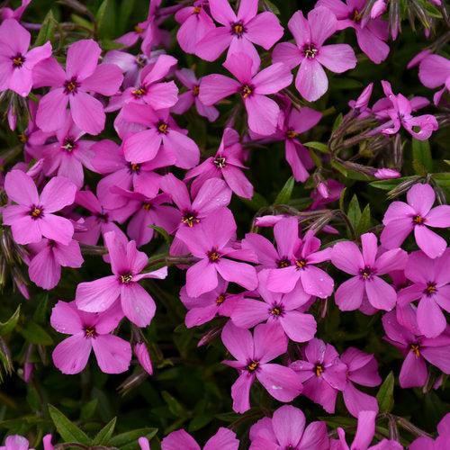 Phlox, PW® Magenta Sprite Phlox