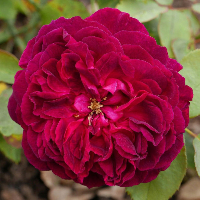 Rose, Munstead Wood Rose