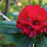 Rhododendron, Blood Moon Rhododendron