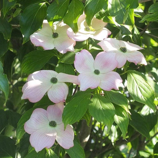 Dogwood, Cherokee Brave Dogwood