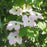 Dogwood, Cherokee Brave Dogwood