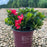 Azalea, Encore Autumn Bonfire Azalea