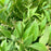 Deutzia, Dwarf Nikko Deutzia