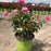 Rose, Double Pink Knock Out® Rose