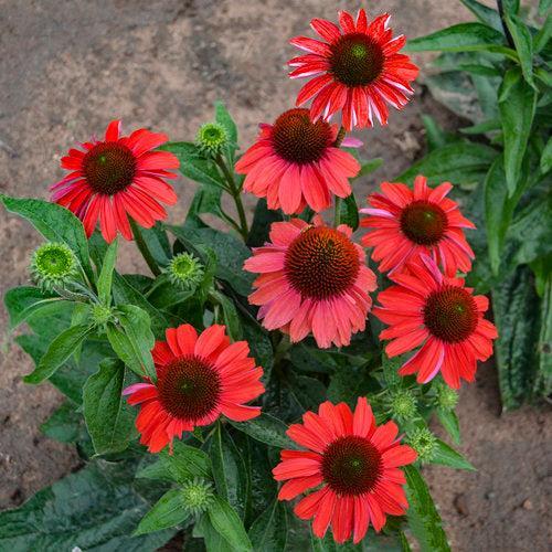 Coneflower, Color Coded® Frankly Scarlet Echinacea