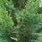 False Cypress, Pinpoint® Blue & Gold False Cypress