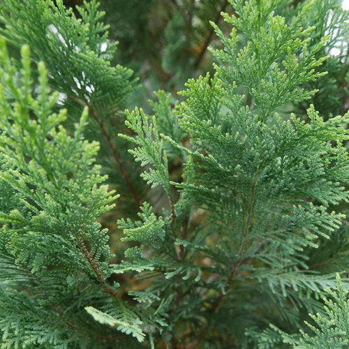 False Cypress, Pinpoint® Blue & Gold False Cypress