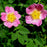 Rose, Carolina Rose