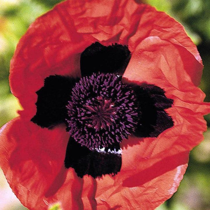 Papaver orientalis 'Brilliant'  - Brilliant Poppies
