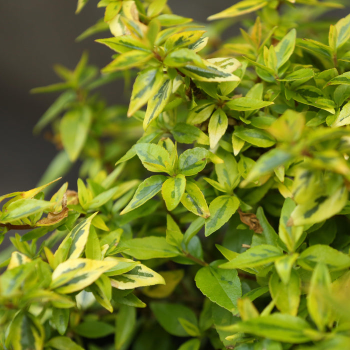 Abelia, Grandiflora Kaleidoscope