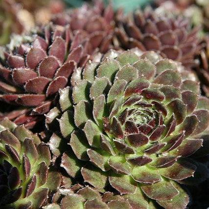 Sempervivum, Pilioseum Hens and Chicks