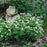 Sweet Woodruff