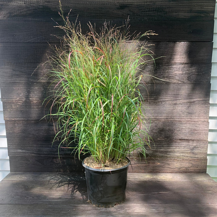 Grass, Shenandoah Switch Grass