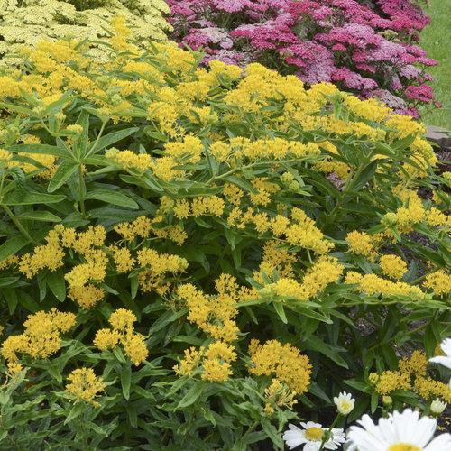 Milkweed, Hello Yellow Butterfly Weed