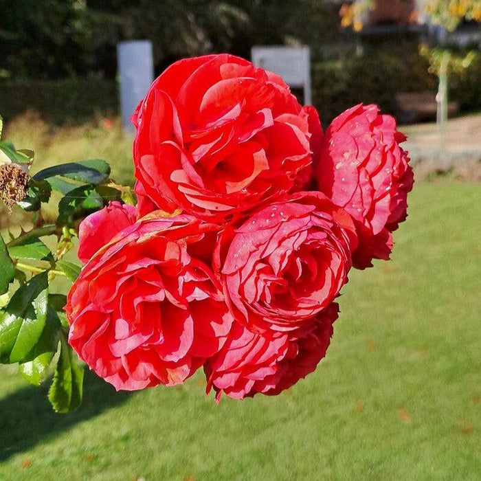Rose, True Love™ Rose