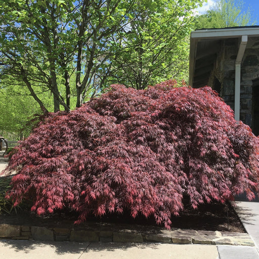 Maple, Tamukeyama Japanese Maple