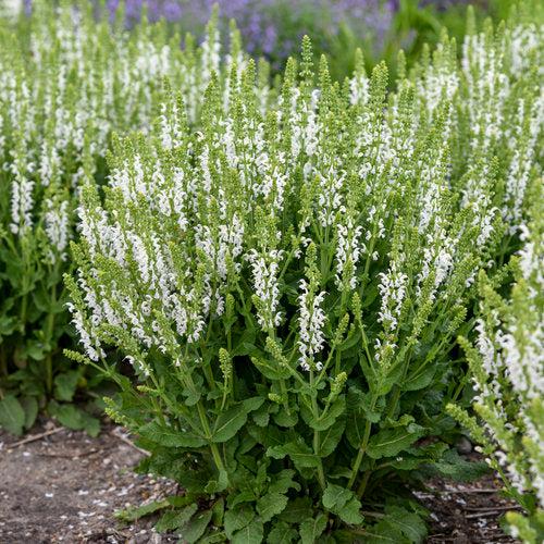Salvia, White Profusion Meadow Sage