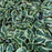 Hosta, Wide Brim Hosta