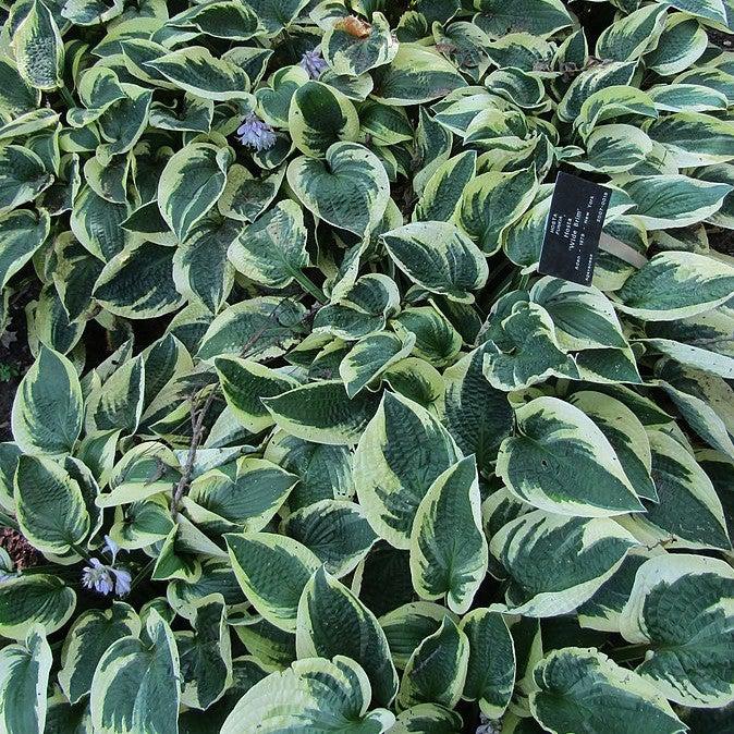Hosta, Wide Brim Hosta
