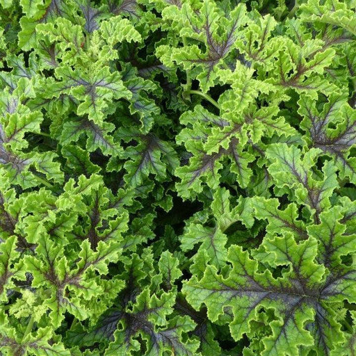 Oakleaf Geranium