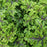 Oakleaf Geranium