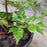 Astilbe, Vision in Red Chinese Astilbe