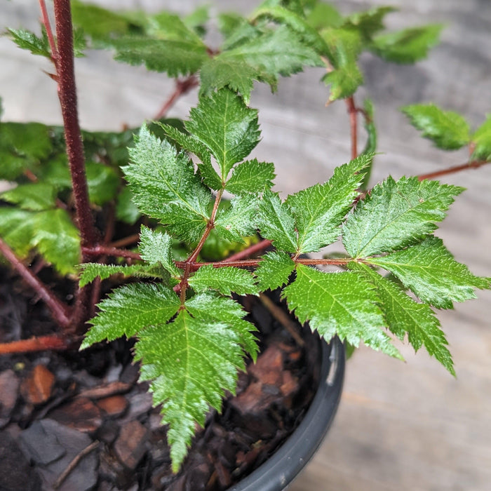Astilbe, Vision in Red Chinese Astilbe