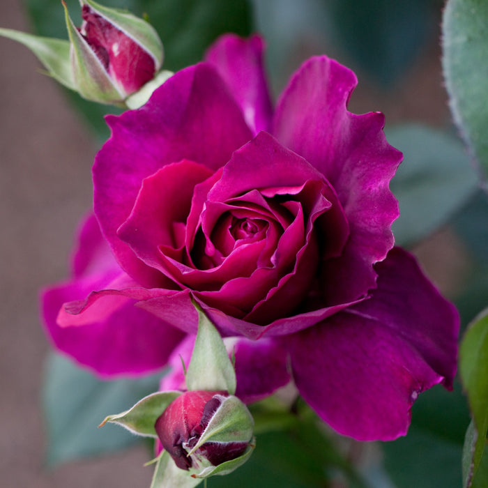 Rose, Intrigue Floribunda Rose