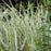 Grass, Rigoletto Maiden Grass