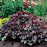 Coral Bells, Northern Exposure™ Silver Heuchera