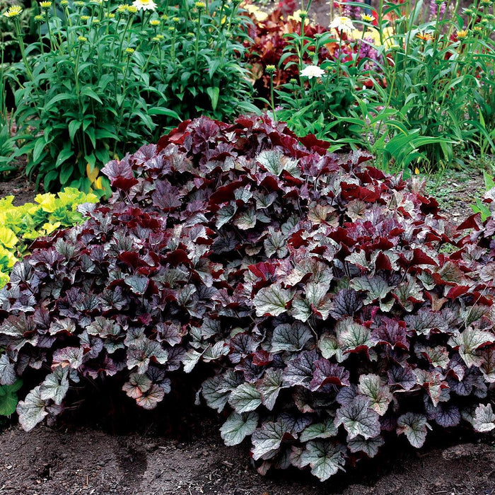 Coral Bells, Northern Exposure™ Silver Heuchera