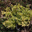 Boxwood, Tide Hill Boxwood