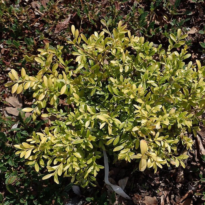 Boxwood, Tide Hill Boxwood