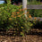 Hypericum inodorum 'Kolmapuki' PP24,576  - First Editions® Pumpkin St. John's Wort