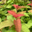 Spirea, Double Play® Candy Corn® Spirea