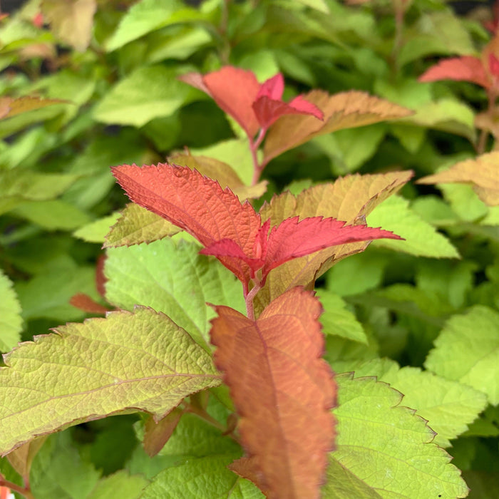 Spirea, Double Play® Candy Corn® Spirea