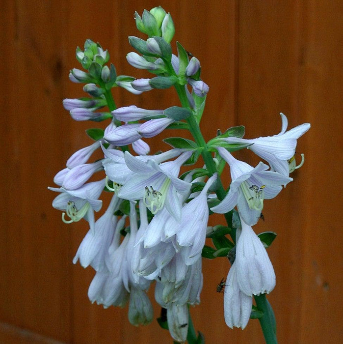Hosta, Frances Williams Hosta